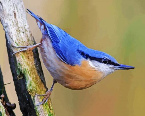 The Nuthatch Bird paint by number