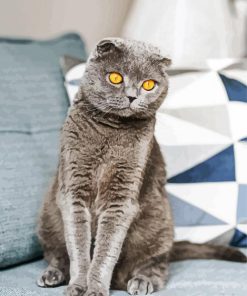 The Scottish Fold Grey Dog paint by numbers