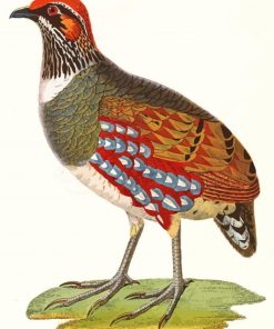The Partridge Bird paint by number