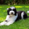 The Sheepadoodle Dog paint by numbers
