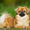 Tibetan Spaniel paint by number