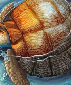 Tortoise In Water paint by number