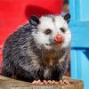 Virginia Opossum Animal paint by number