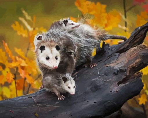 Virginia Opossum paint by number