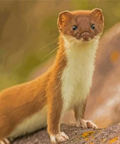 Weasel paint by number