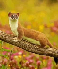 Weasel paint by number