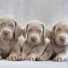 Weimaraner Puppies Scaled paint by number