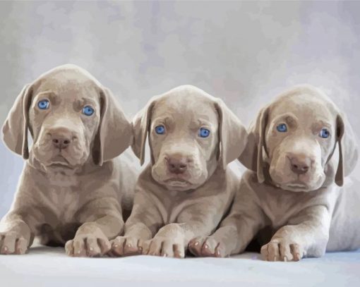 Weimaraner Puppies Scaled paint by number