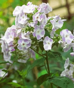 White Purple Phlox Flowering Plant paint by number