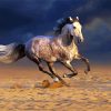 White Andalusian Horse In The Desert paint by numbers