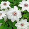 White Clematis Flowers paint by number