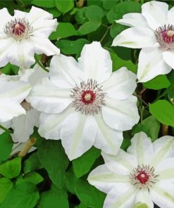White Clematis Flowers paint by number