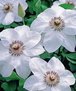 White Clematis paint by number