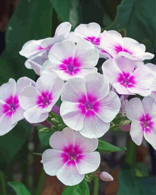 White Pink Phlox Flowers paint by number