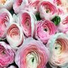 White Pink Ranunculus Flowers paint by numbers