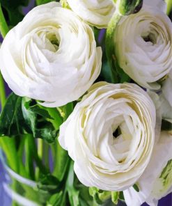 White Ranunculus paint by number