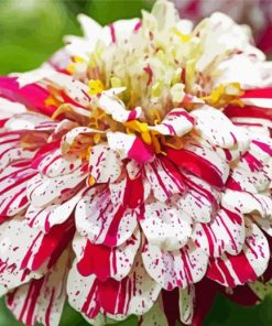 White Red Zinnia paint by number