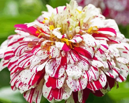 White Red Zinnia paint by number