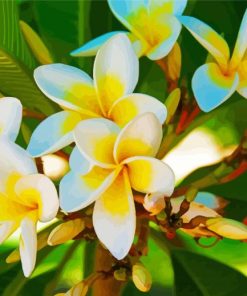 White Yellow Plumeria paint by numbers