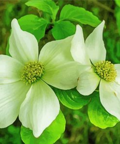 White Dogwood Plant paint by number