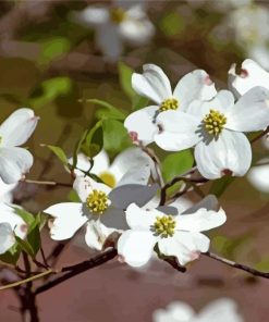 White Dogwood paint by number