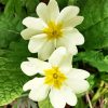 White Primrose paint by number