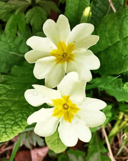 White Primrose paint by number