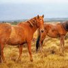 Wild Brown Brumby Horses paint by number