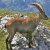 Wild Chamois paint by number