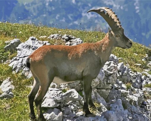 Wild Chamois paint by number