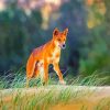Wild Dingo paint by numbers