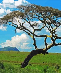 Wild Acacia Tree paint by numbers