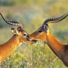 Wild Impala Antelope paint by numbers