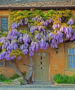 Wisteria paint by number