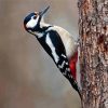 Woodpecker Bird paint by number