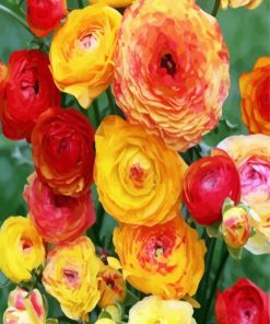 Yellow Ranunculus paint by numbers