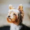 Yorkie Dog paint by number