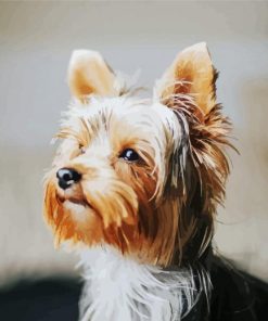 Yorkie Dog paint by numbers