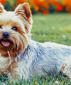 Yorkies Dog paint by number