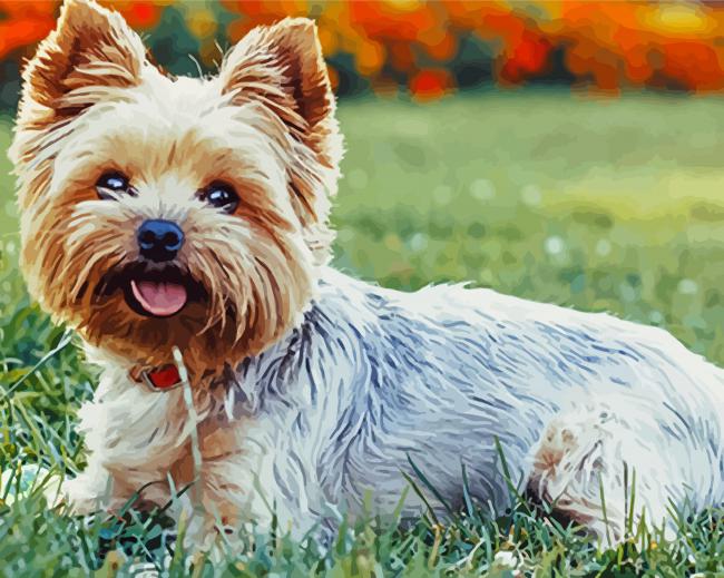 Yorkies Dog paint by number