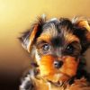 Yorkshire Terrier Dog paint by number