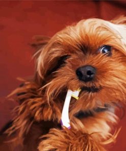 Yorkshire Terrier And Tooth Brush paint by number