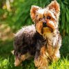 Yorkshire Terrier Dog Animal paint by number