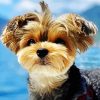 Yorkshire Terrier paint by number
