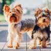 Yorkshire Terrier Puppies paint by number