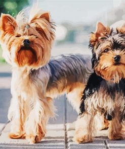 Yorkshire Terrier Puppies paint by number