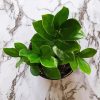 Zamioculcas Leaves paint by number