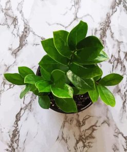 Zamioculcas Leaves paint by number