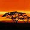 Acacia Tree At Sunset paint by number