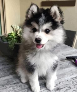 Adorable Pomsky paint by numbers
